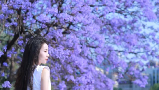 [Lazer Puro] Excursão de um dia para apreciar as árvores de jacarandá na Estrada Central de Jiaochang + Rua Antiga de Kunming + Rio Laoyu + Pôr do Sol na Vila Haiyan