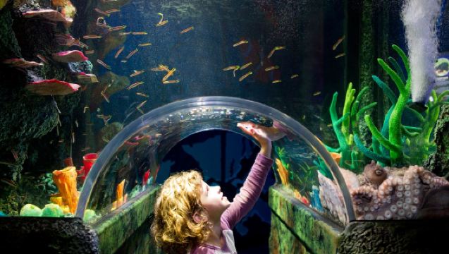 Entrada para el Acuario de Melbourne en Australia para ver pingüinos