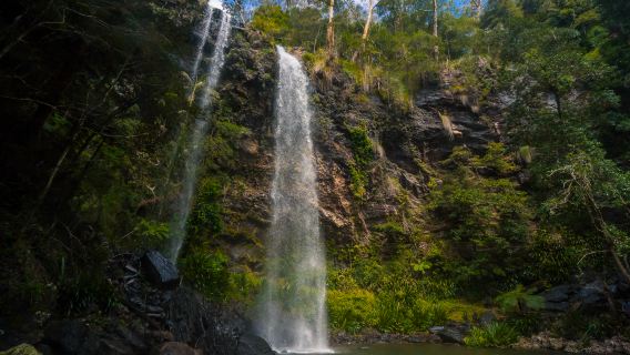 Lawatan sehari Air Terjun Twin Taman Negara Springbrook Gold Coast + Jambatan Semula Jadi + Pelantar Pemandangan