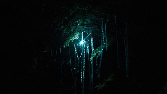 New Zealand Rotorua glowworm caves kayaking experience (night stargazing + round-trip transfer)