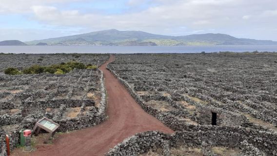 Tours on Pico Island - Cultural and Natural Landscape