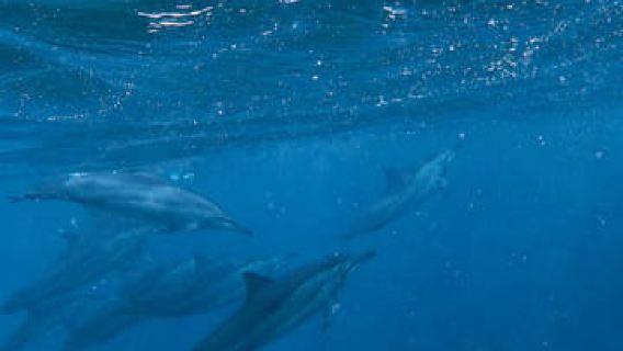West Coast: Swim and Snorkel with Dolphins on Speedboat Tour