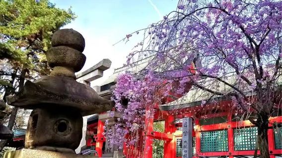 Starodawna świątynia Sumiyoshi Taisha w Osace | 2-godzinne dogłębne zwiedzanie