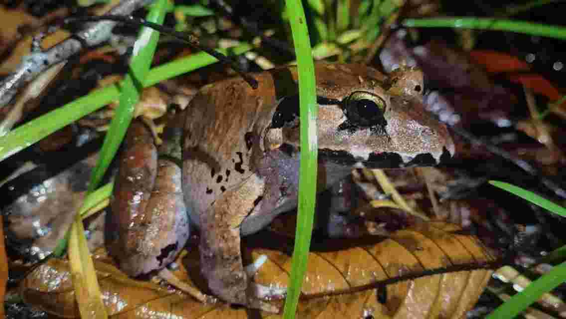 Night Froggy Adventure at Kubah National Park