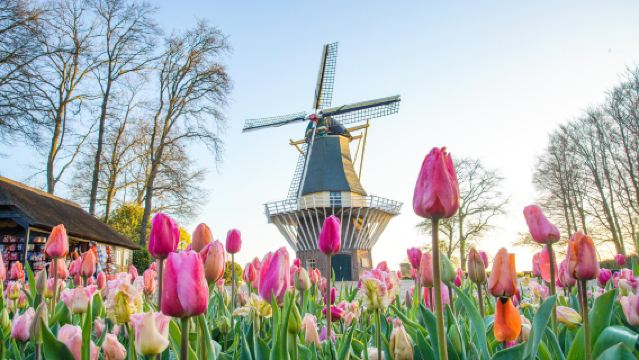 Netherlands Tulip Flower Show admission ticket + MG Roermond Shopping Discount Package