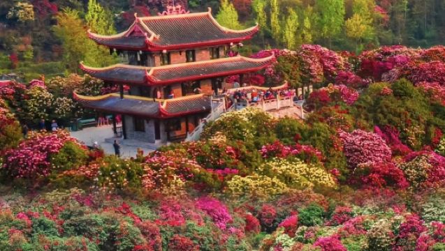 畢節百里杜鵑風景區一日遊【春期限定-上門接送】