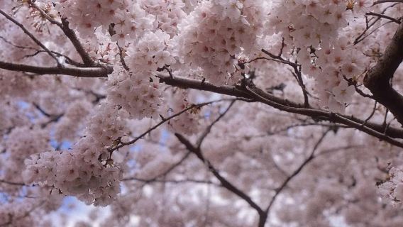日本大阪+奈良公園+吉野山一日遊