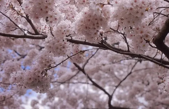 日本大阪+奈良公園+吉野山一日遊