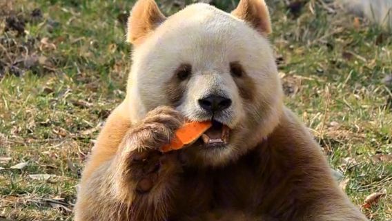 Цизай — единственный в мире бурый медведь панда — однодневный тур к пандам в Сиане — Научный парк «Четыре сокровища Циньлина»