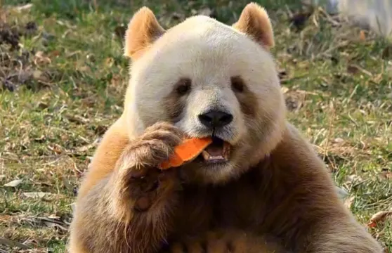 七仔——全球唯一棕色熊貓——西安熊貓一日遊——秦嶺四寶科學公園