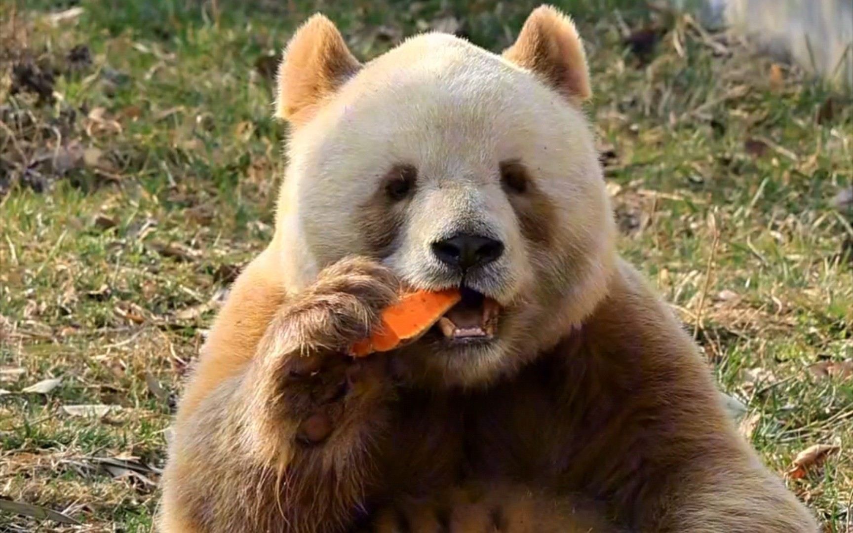 Qizai-The World's Only Brown Panda-Xi'an Panda Day Tour-Qinling Four Treasure Science Park