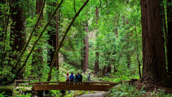From San Francisco: Muir Woods & Sausalito Morning Tour