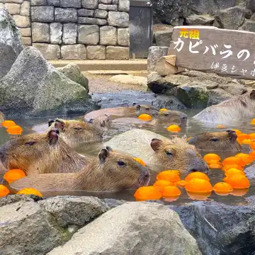 大室山 ＆ 來宮神社 ＆ 伊豆シャボテン動物公園カピバラふれあい日帰り