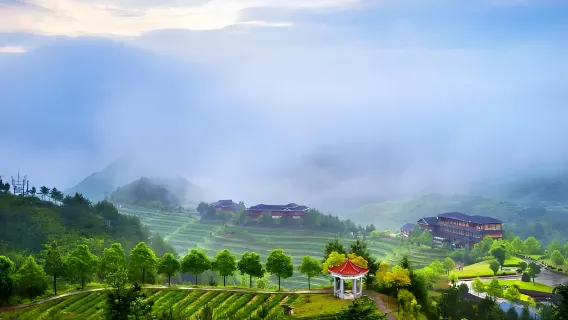 Anxi Tea Tour from Xiamen: Huaxiangyuan Tea Estate, Ecological Tea Fields, and Tea Tasting