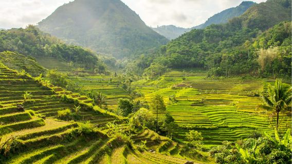 Yogyakarta: Selogriyo Temple Tour & Java Rice Terrace Trek