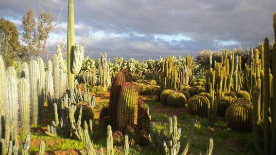 Marrakesch: Eintrittskarte für Cactus Thiemann