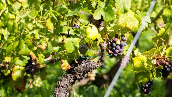Stuttgart: Geführte Weinbergtour
