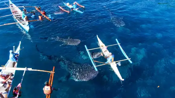 Cebu: Oslob Whale Shark Swimming and Tumalog Falls Tour