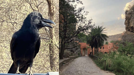 Jaipur: Ranthambore National Park Same-Day Tour With Meals