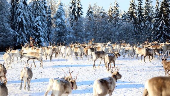 Kuusamo: alimentazione mattutina di centinaia di renne