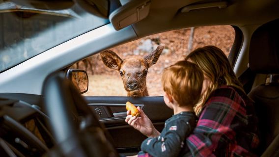 Montebello, QC: General Admission to Parc Omega