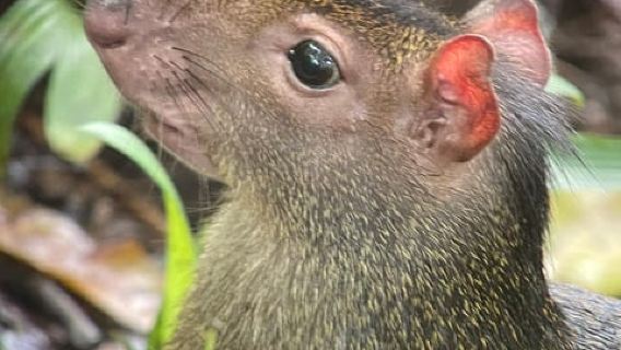 Taman Negara Manuel Antonio: Lawatan Berpandu dengan Waktu Pantai