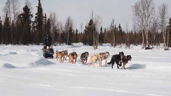 Fairbanks : randonnée en traîneau à chiens privée sur l'historique piste de la Yukon Quest