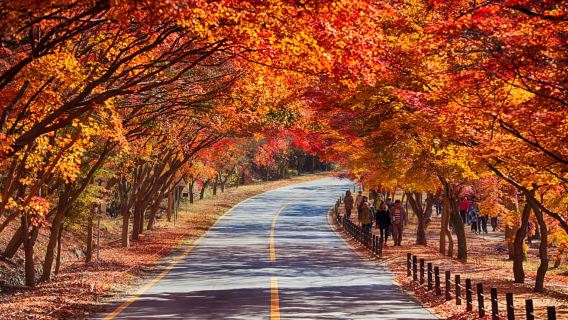 Seoul: Naejangsan National Park Autumn Foliage One Day Tour