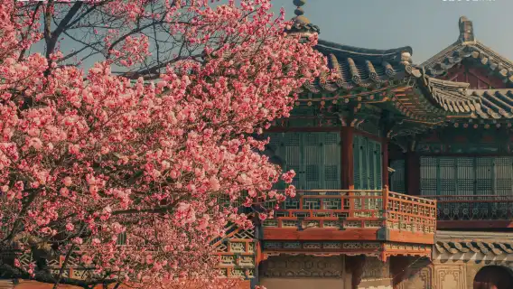 DISCOVER SEOUL PASS Seoul Tour Physical Card [Buy 1 Get 1 Free]