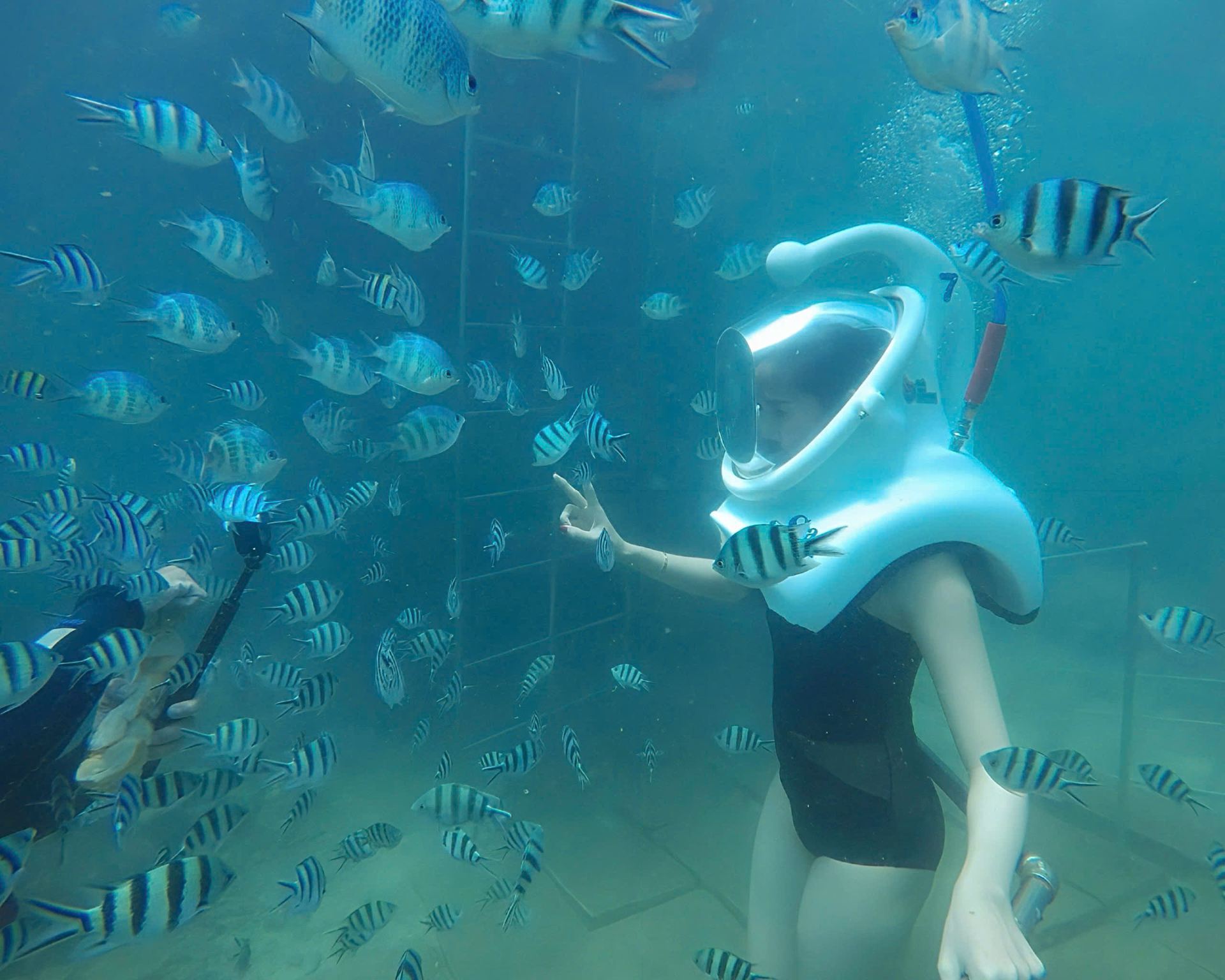 Tour giornaliero a piedi sul fondale marino dell'isola di Cham | Motoscafo + passeggiata sul fondale marino + pranzo a base di frutti di mare + partenza da Da Nang/Hội An