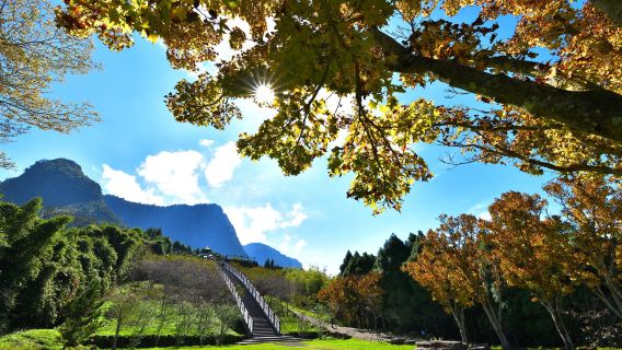 豐山漫步雲端步道賞花觀瀑行