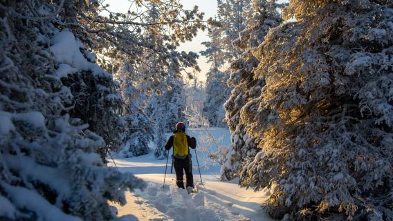 Levi: Lawatan Kasut Salji Taman Negara Pallas-Yllästunturi