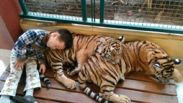 Lawatan sehari sewaan peribadi ke Air Terjun Sticky + Taman Harimau + Taman Tahi Gajah di Chiang Mai, Thailand