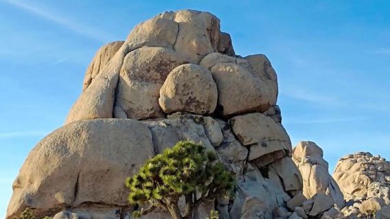 美國洛杉磯來回約書亞樹國家公園+棕櫚泉（選一）定制包車一日遊