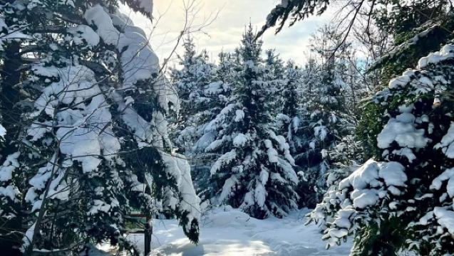 日本北海道+旭川動物園+青池一日遊/行程可調-可定制多日