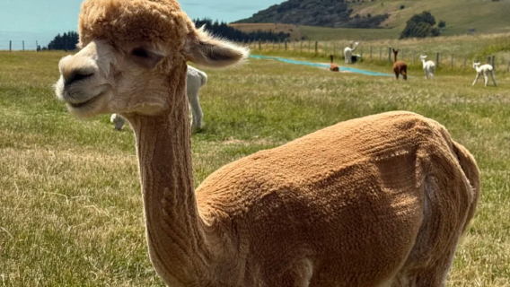 【打卡法式小鎮】新西蘭基督城+阿卡羅阿+羊駝牧場+ 捕龍蝦