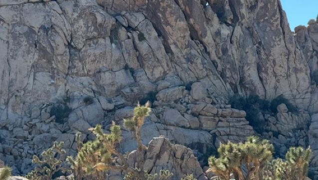 美國鳳凰城-來回約書亞樹國家公園-包車精選