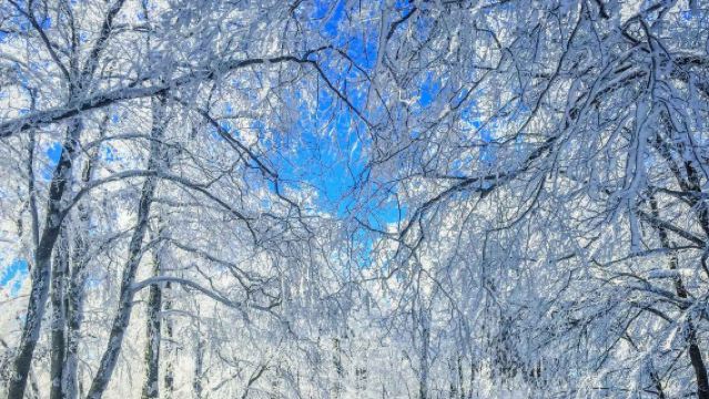 Летопись Грузии + Заповедник медведей Сабадури + Лес Сабадури с индивидуальным трансфером/арендой автомобиля с водителем