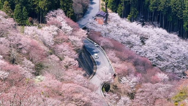 [Cherry Blossom Season Limited] Nara Park with Adorable Deer + Mount Yoshino's Thousand Cherry Trees 1-Day Tour