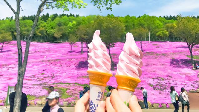 Begrenzte Blumenbetrachtung im Mai in Hokkaido: Tagesausflug zum Takinoue Shibazakura Park + Tulpenpark Yubetsu