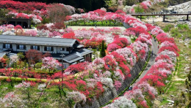 1-day Tour to Hanamomo Village Flower Viewing & Edo-era Post Town Atmosphere Magome from Nagoya
