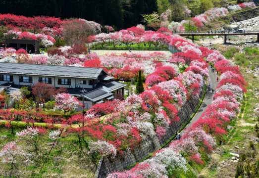 1-day Tour to Hanamomo Village Flower Viewing & Edo-era Post Town Atmosphere Magome from Nagoya