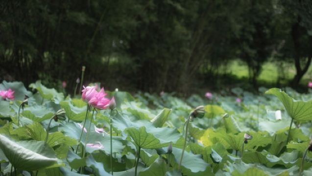 Trip Moments Laiyuan[Fotografi dan penggambaran di lokasi, gambar udara, video pendek, video promosi, gambar perkahwinan, potret dengan semua negatif diberikan]