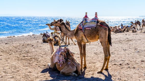 Sharm El Sheikh: 3 Pools Dahab Tour, Quad, Camel, Red Canyon & Lunch