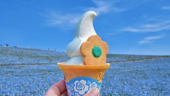 Ibaraki Nemophila Flower Field Day Trip: Oarai-so-mae Shrine, Nakaminato Seafood Market, Hitachi Seaside Park (National-run park)