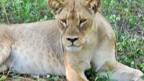 Chobe National Park Day Trip from Livingstone & Vic Falls