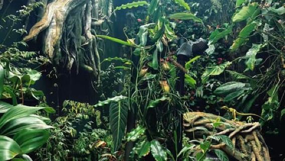 Singapore: Flower Dome + Cloud Forest Tickets
