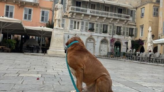 Corfu: Dog Sightseeing Tour
