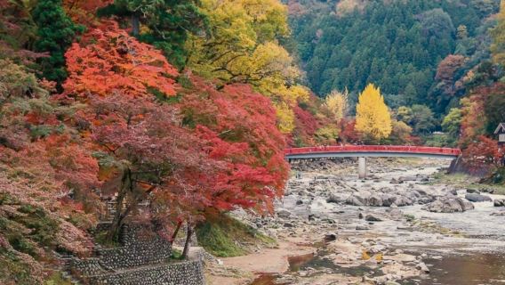 Efterårsrøde blade og kirsebærblomster i Kōrankei + Obara Fire-årstiders kirsebærtræer + Eihō-ji dagstur | Afgang fra Nagoya