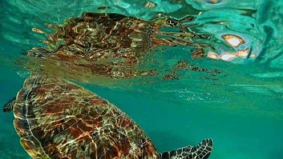 Muscat: Daymaniat Islands Snorkeling Tour with Refreshments